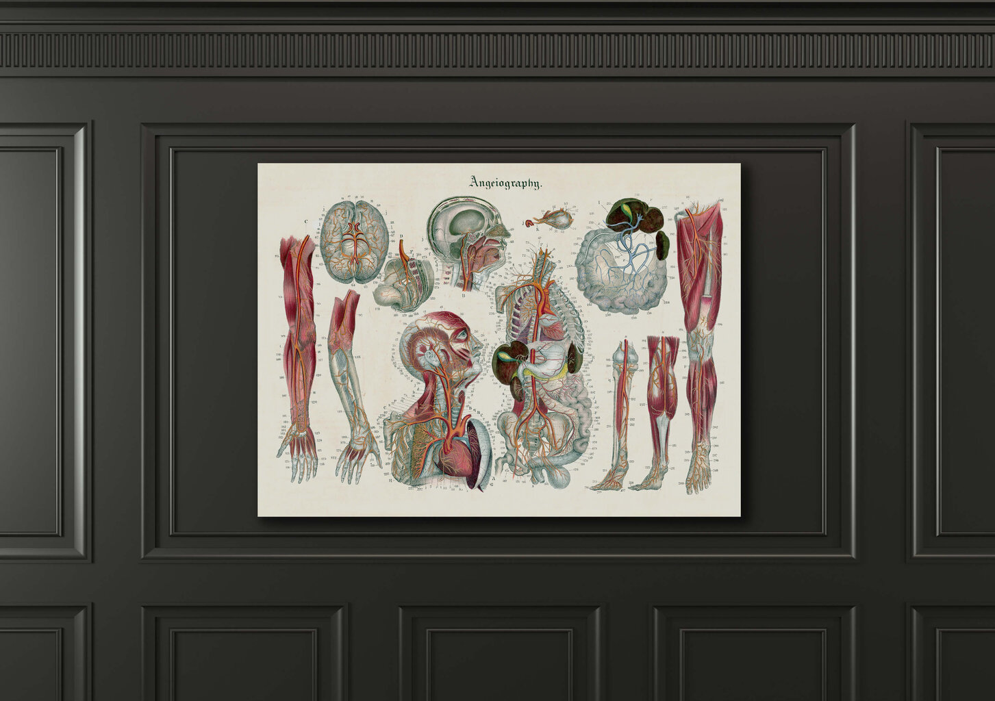 Juliste Anatomia III, 59 x 84 cm (A1), Wolf Kult hinta ja tiedot | Taulut | hobbyhall.fi