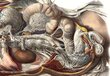 Juliste Ihmisen anatomia, 59 x 84 cm (A1), Wolf Kult hinta ja tiedot | Taulut | hobbyhall.fi