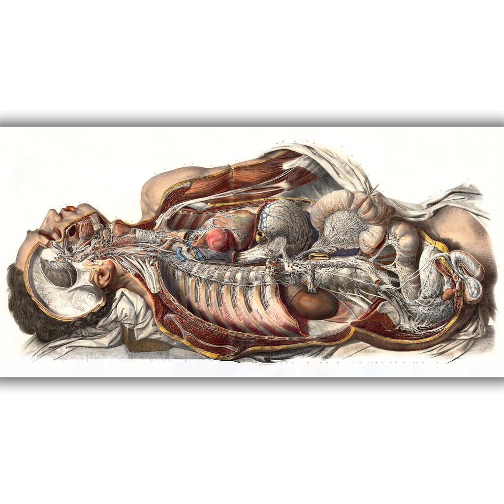 Juliste Ihmisen anatomia, 59 x 84 cm (A1), Wolf Kult hinta ja tiedot | Taulut | hobbyhall.fi