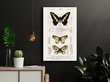 Juliste Perhoset III, 59 x 84 cm (A1), Wolf Kult hinta ja tiedot | Taulut | hobbyhall.fi