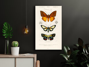 Juliste Perhoset, 59 x 84 cm (A1), Wolf Kult hinta ja tiedot | Taulut | hobbyhall.fi