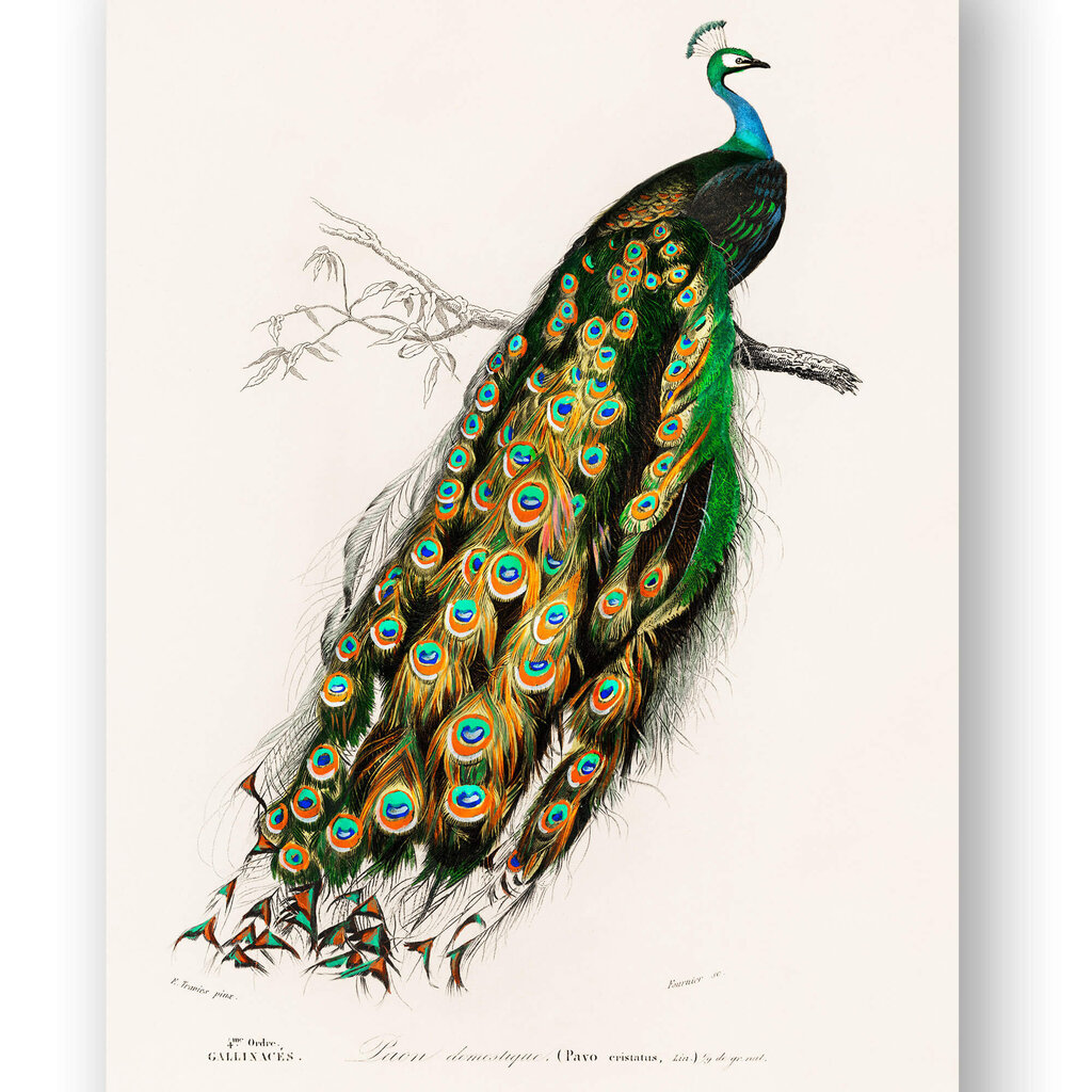 Juliste Peacock, 59 x 84 cm (A1), Wolf Kult hinta ja tiedot | Taulut | hobbyhall.fi