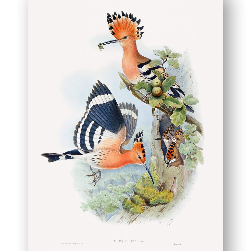 Juliste Enemy Cuckoo, 59 x 84 cm (A1), Wolf Kult hinta ja tiedot | Taulut | hobbyhall.fi