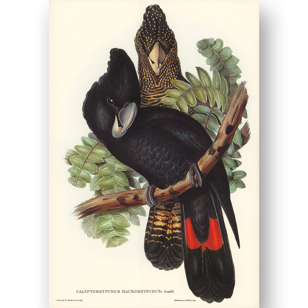 Juliste Cockatoo, 59 x 84 cm (A1), Wolf Kult hinta ja tiedot | Taulut | hobbyhall.fi