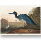Juliste Sininen lintu, 59 x 84 cm (A1), Wolf Kult hinta ja tiedot | Taulut | hobbyhall.fi