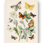 Juliste Erilaisia perhosia, 59 x 84 cm (A1), Wolf Kult hinta ja tiedot | Taulut | hobbyhall.fi