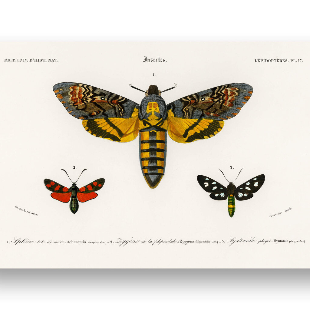 Juliste Perhoset VII, 59 x 84 cm (A1), Wolf Kult hinta ja tiedot | Taulut | hobbyhall.fi