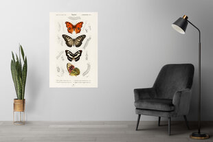 Juliste Perhoset XII, 59 x 84 cm (A1), Wolf Kult hinta ja tiedot | Taulut | hobbyhall.fi