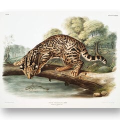 Juliste Ocelot, 59 x 84 cm (A1), Wolf Kult hinta ja tiedot | Taulut | hobbyhall.fi