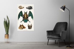 Juliste Bats II, 59 x 84 cm (A1), Wolf Kult hinta ja tiedot | Taulut | hobbyhall.fi