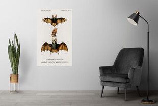 Juliste Bats III, 59 x 84 cm (A1), Wolf Kult hinta ja tiedot | Taulut | hobbyhall.fi