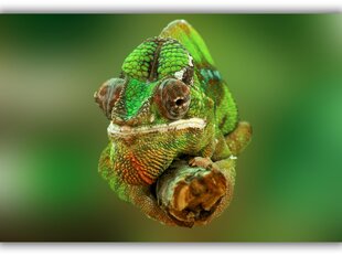 Maalaus Chameleon, 100 x 70 cm hinta ja tiedot | Taulut | hobbyhall.fi