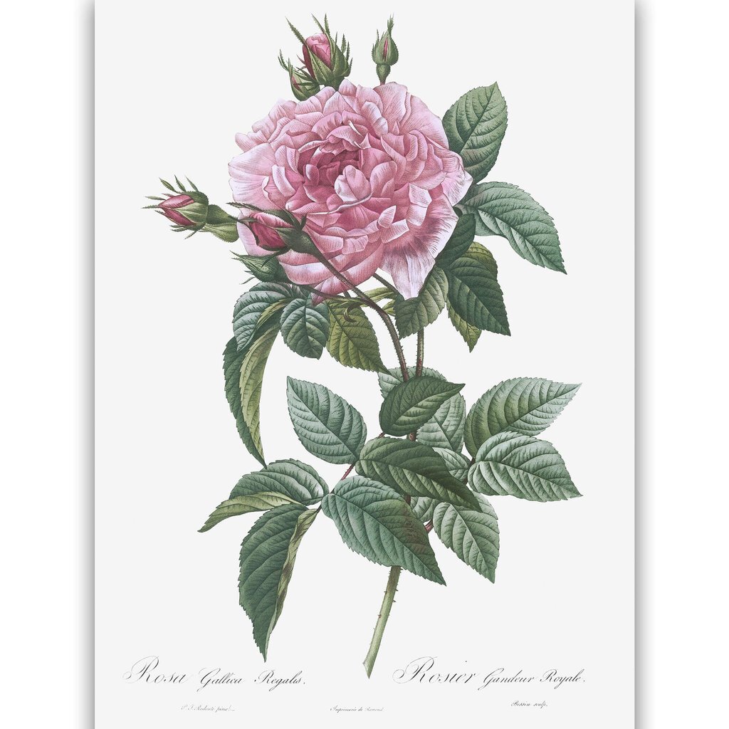 Juliste Ruusu , 59 x 84 cm (A1), hinta ja tiedot | Taulut | hobbyhall.fi