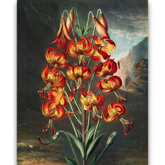 Juliste Lily, 59 x 84 cm (A1), hinta ja tiedot | Taulut | hobbyhall.fi