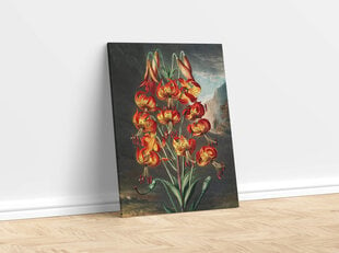 Juliste Lily, 59 x 84 cm (A1), hinta ja tiedot | Taulut | hobbyhall.fi