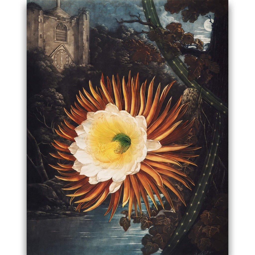 Juliste Night Cereus, 59 x 84 cm (A1), hinta ja tiedot | Taulut | hobbyhall.fi