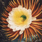 Juliste Night Cereus, 59 x 84 cm (A1), hinta ja tiedot | Taulut | hobbyhall.fi