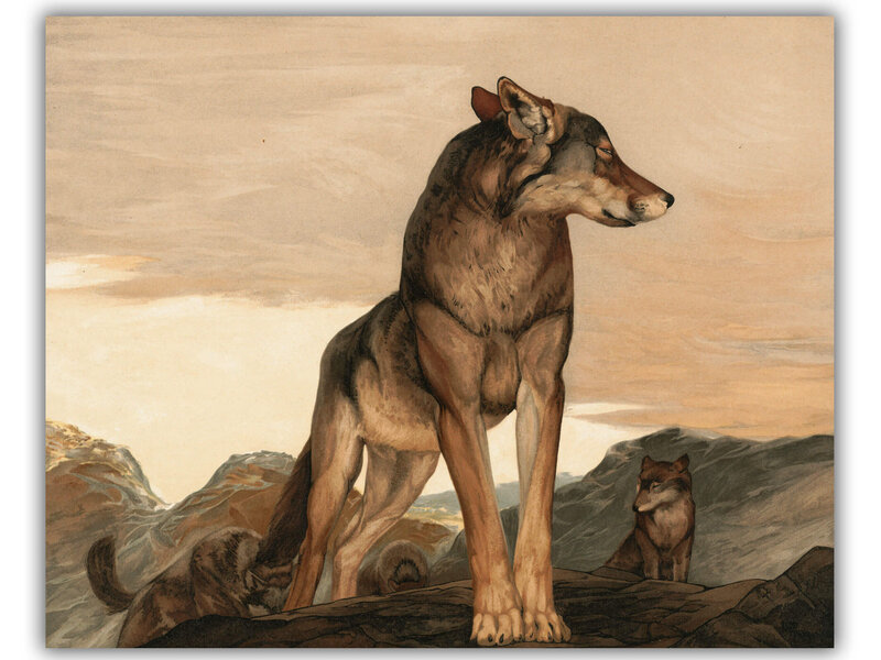 Akela-Jäljennös - Lone Wolf (Maurice ja Edward Detmold), 100 x 80 cm