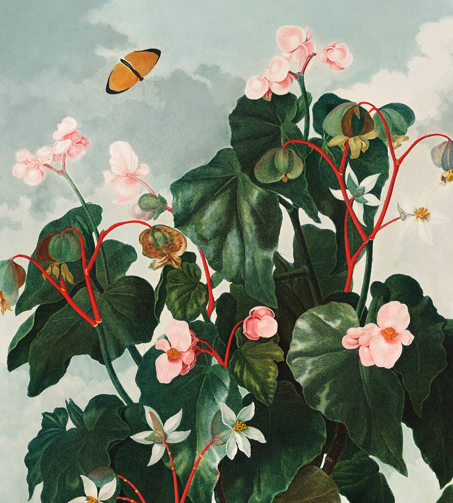 Jäljennös viistolehtinen begonia (Robert John Thornton (1808)), 100 x 70 cm hinta ja tiedot | Taulut | hobbyhall.fi