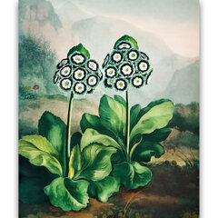 Jäljennös The Auriculus Group (Robert John Thornton, 1808), 100 x 70 cm hinta ja tiedot | Taulut | hobbyhall.fi