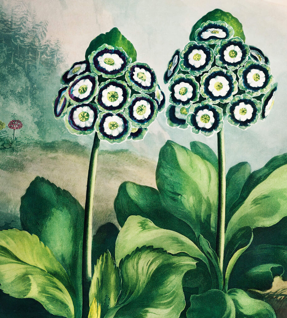 Jäljennös The Auriculus Group (Robert John Thornton, 1808), 100 x 70 cm hinta ja tiedot | Taulut | hobbyhall.fi