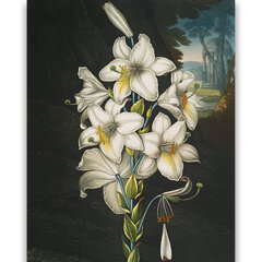 Jäljennös Valkoinen lilja (Robert John Thornton (1808)), 100 x 70 cm hinta ja tiedot | Taulut | hobbyhall.fi