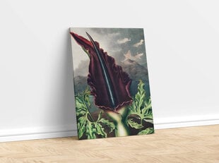 Jäljennös The Dragon Arum (Robert John Thornton (1808)), 100 x 70 hinta ja tiedot | Taulut | hobbyhall.fi