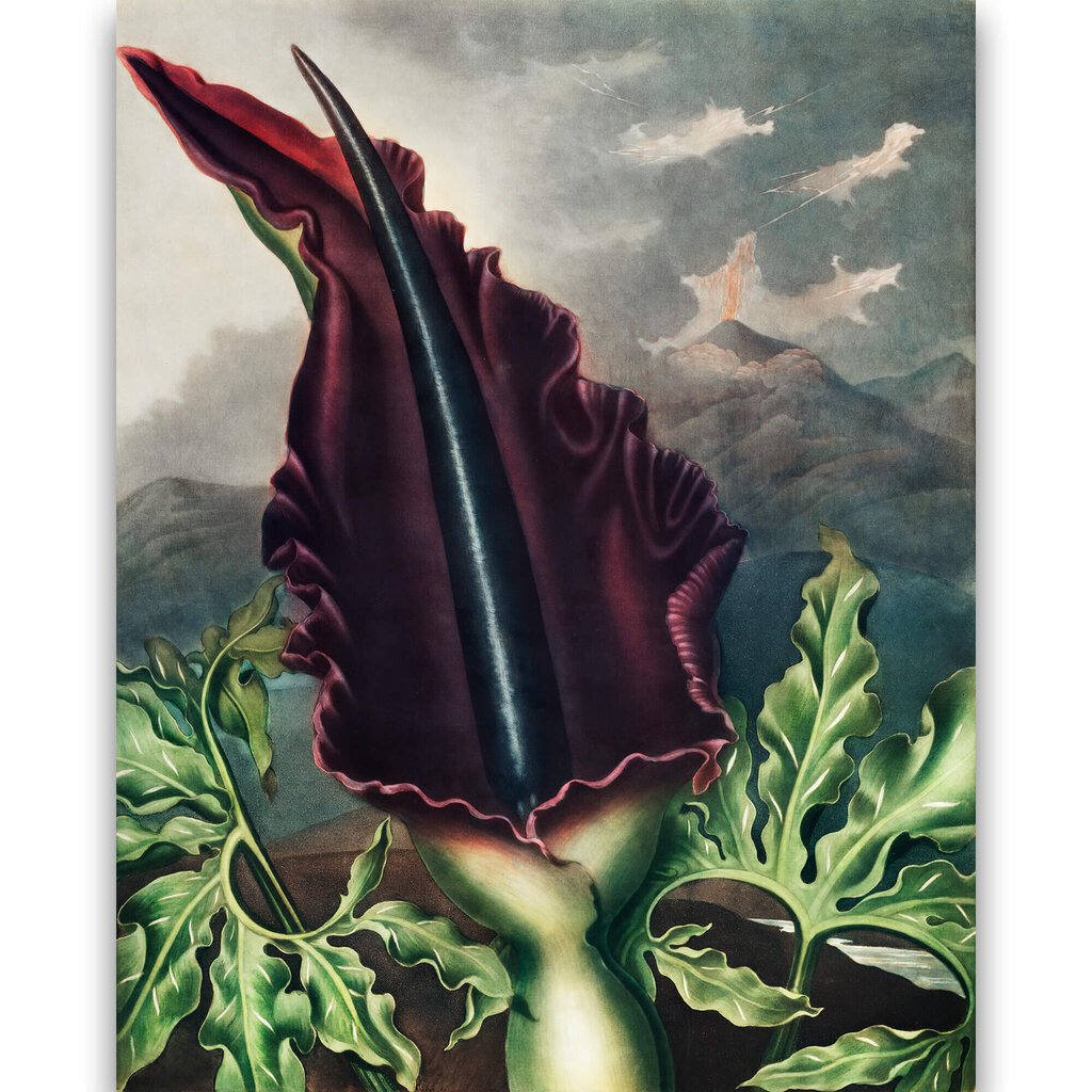 Jäljennös The Dragon Arum (Robert John Thornton (1808)), 100 x 70 hinta ja tiedot | Taulut | hobbyhall.fi