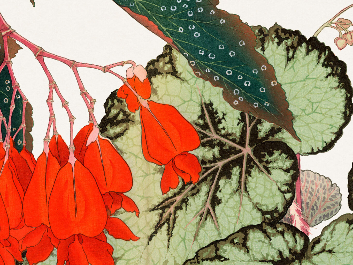 Jäljennös Vintage Botany: Begonia, 100 x 70 cm hinta ja tiedot | Taulut | hobbyhall.fi