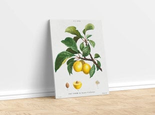 Jäljennös Vintage Botany: Luumu, 100 x 70 cm hinta ja tiedot | Taulut | hobbyhall.fi