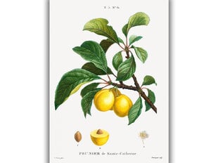 Jäljennös Vintage Botany: Luumu, 100 x 70 cm hinta ja tiedot | Taulut | hobbyhall.fi