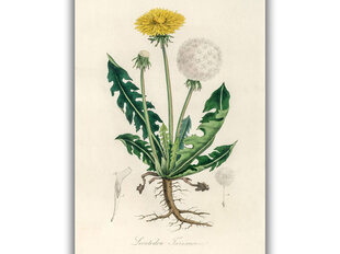 Jäljennös Vintage Botany: Voikukka, 100 x 70 cm hinta ja tiedot | Taulut | hobbyhall.fi