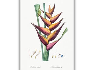 Jäljennös Vintage Botany: Heliconia, 100 x 70 cm hinta ja tiedot | Taulut | hobbyhall.fi