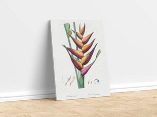 Jäljennös Vintage Botany: Heliconia, 100 x 70 cm hinta ja tiedot | Taulut | hobbyhall.fi