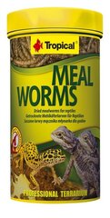 Tropical LISÄREHU MATTELIJAILLE MEAL WORMS 250 ml hinta ja tiedot | Eksoottisten lemmikkien ruokinta | hobbyhall.fi