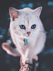 Timanttimaalaus Varvikas - Blue-eyed fluffy kitten LE126e 30x40 cm hinta ja tiedot | Timanttimaalaukset | hobbyhall.fi