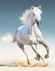 Timanttimaalaus Varvikas - White Horse LG192e 40x50 cm hinta ja tiedot | Varvikas - the world of bright… Lapset | hobbyhall.fi