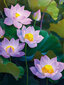 Timanttimaalaus Varvikas - Water lilies LE151e 30x40 cm hinta ja tiedot | Timanttimaalaukset | hobbyhall.fi