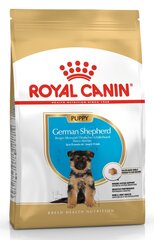 Kuivaruoka Royal Canin Saksanpaimenkoiran pennuille German Shepherd junior, 12 kg hinta ja tiedot | Koiran kuivaruoka | hobbyhall.fi