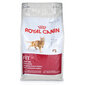 Kuivaruoka Royal Canin aikuisille kissoille Cat Fit, 4 kg hinta ja tiedot | Kissan kuivaruoka | hobbyhall.fi