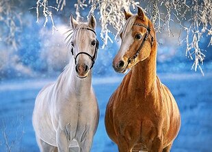 Palapeli Castorland The Winter Horses, 260 kpl hinta ja tiedot | Palapelit | hobbyhall.fi