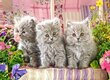 Palapeli Castorland Kolme harmaata kissanpentua, 300 kpl.. hinta ja tiedot | Palapelit | hobbyhall.fi