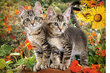 Castorland palapeli, "KITTEN BUDDIES" 1500 palaa hinta ja tiedot | Palapelit | hobbyhall.fi