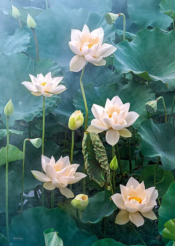 CherryPazzi palapeli White Lotus 1000 o. hinta ja tiedot | Palapelit | hobbyhall.fi