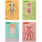 Tooky Toy magneettikortit, ihmisen anatomia hinta ja tiedot | Kehittävät lelut | hobbyhall.fi