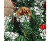 Joulukuusi Springos, 40cm hinta ja tiedot | Joulukuuset ja kranssit | hobbyhall.fi