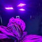 Lamppu 108 LED kasvien kasvuun, 16482 hinta ja tiedot | Sisäpuutarhat ja kasvilamput | hobbyhall.fi