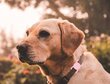 Silikoni "Airtag" pidike kissan tai koiran kaulapantaan (vaaleanpunainen) hinta ja tiedot | Koiran valjaat ja kaulapannat | hobbyhall.fi