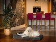 Hobbydog lemmikkieläinpatja Fun Black, XL, 120x80 cm hinta ja tiedot | Pedit ja pesät | hobbyhall.fi