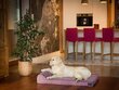 Hobbydog lemmikkipatja Fun Violet, XL, 120x80 cm hinta ja tiedot | Pedit ja pesät | hobbyhall.fi